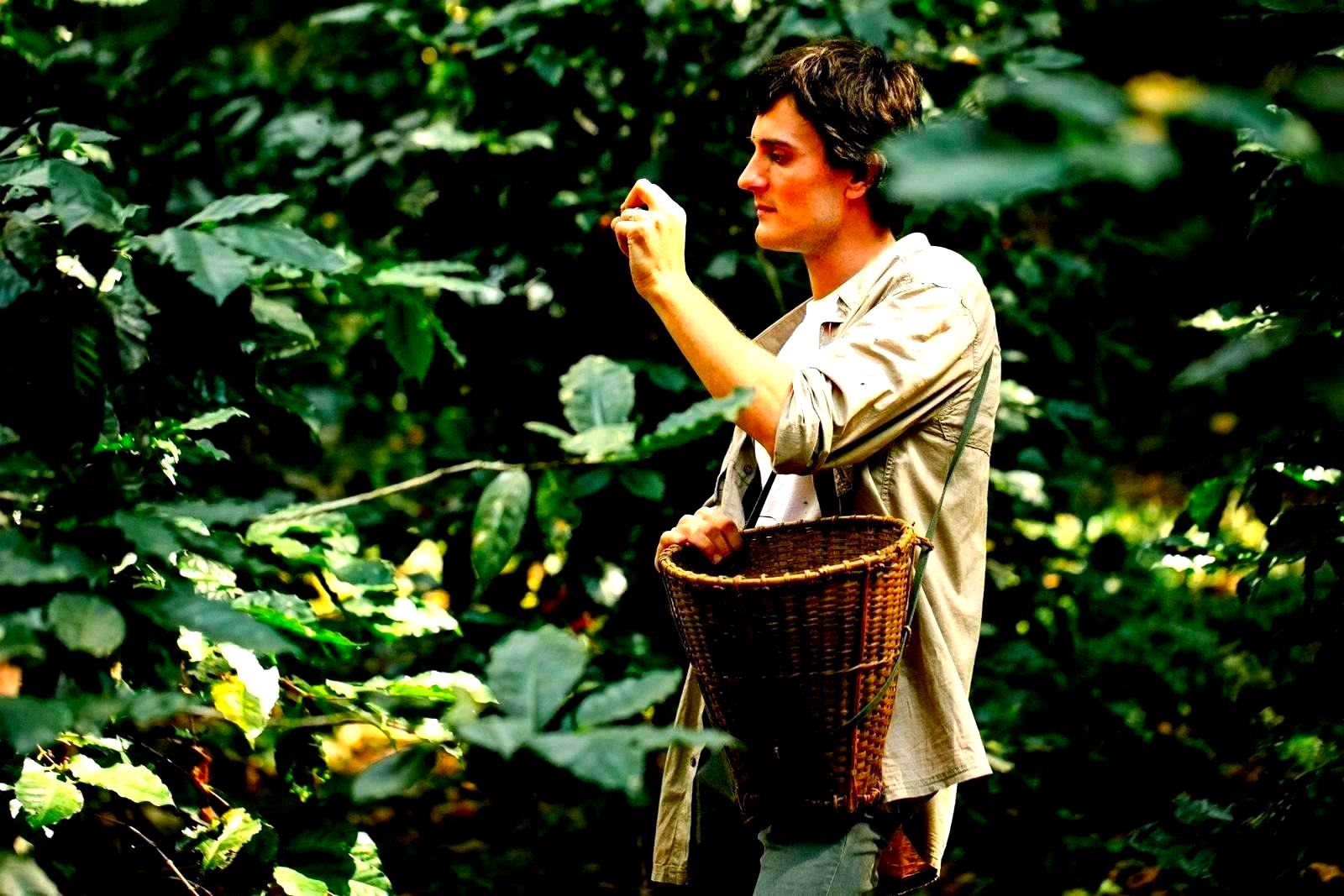 Male farmer picking coffee cherries on a plantation with wicker basket