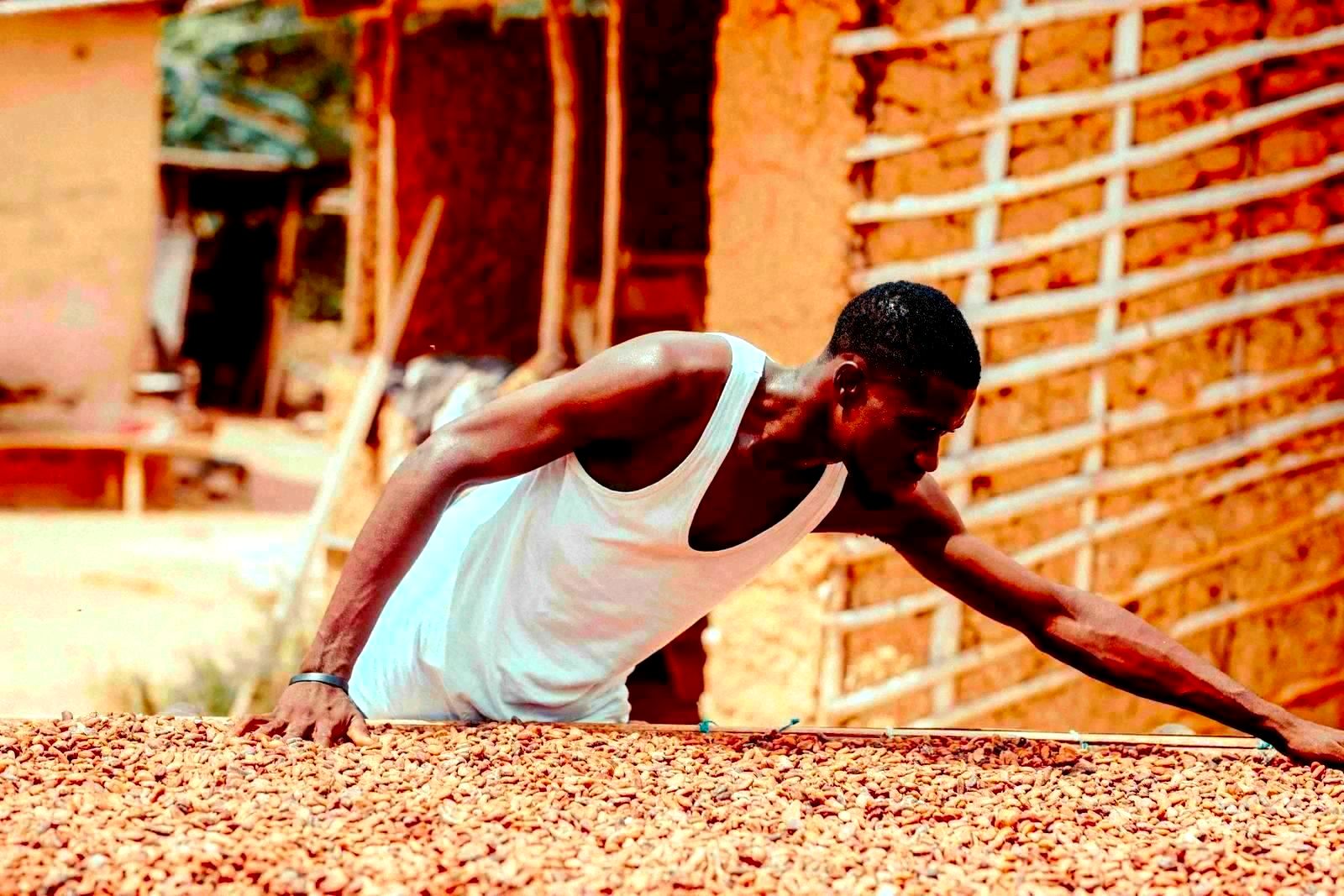 Workers drying cocoa beans on a plantation in West Africa