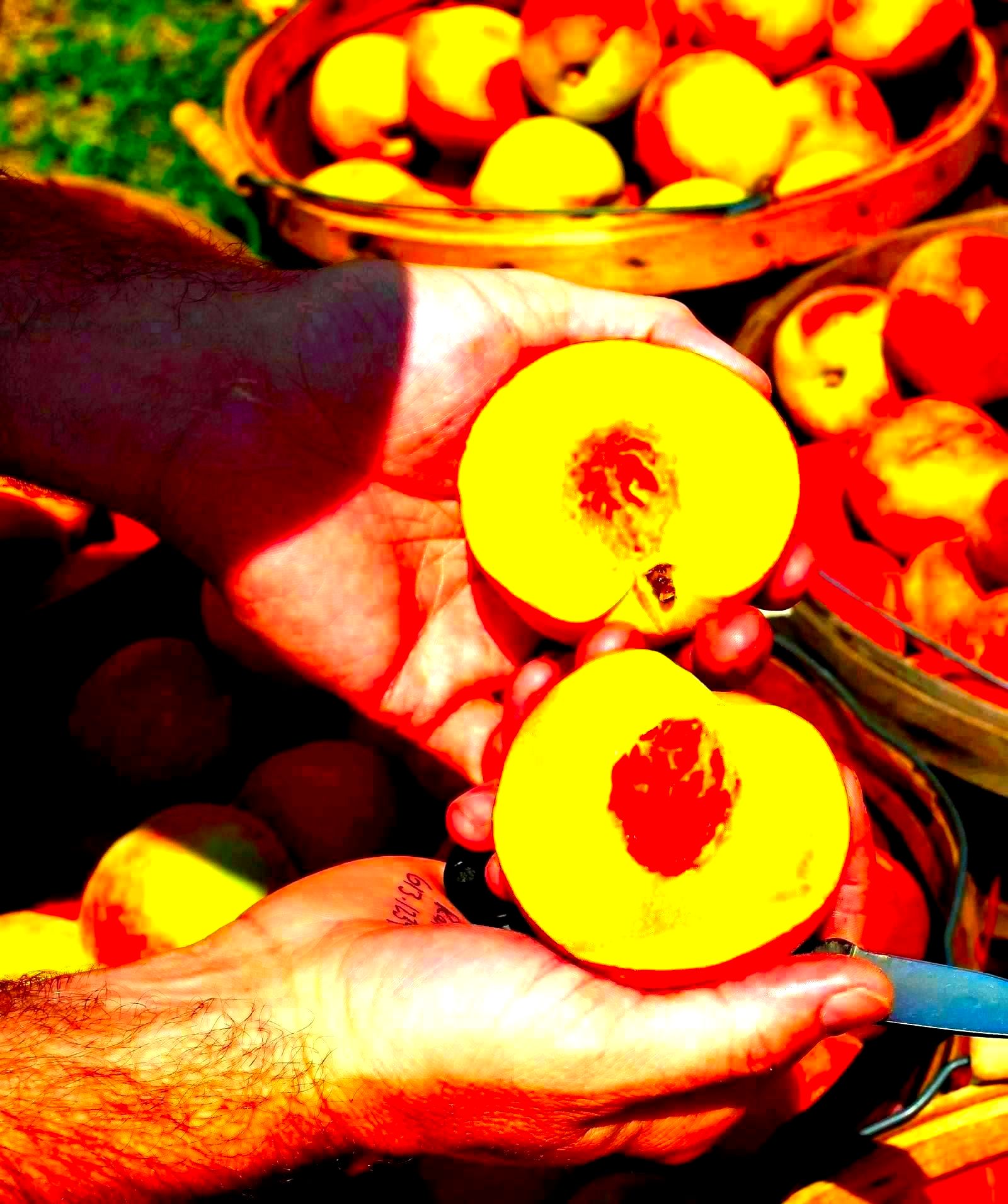 Farmers working in agricultural fields in West Africa