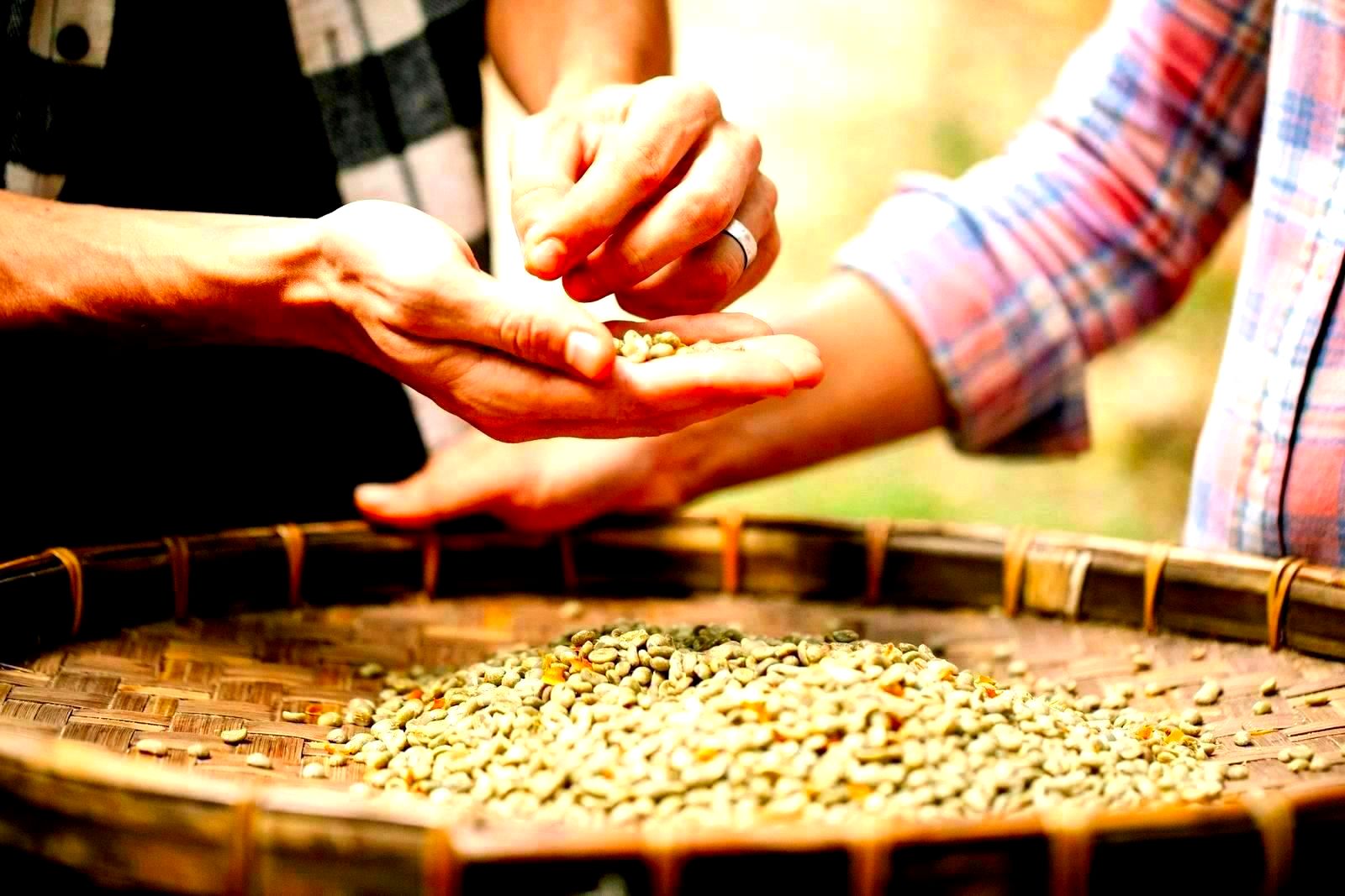 Workers sorting unroasted green coffee beans above a sorting sieve at a processing facility