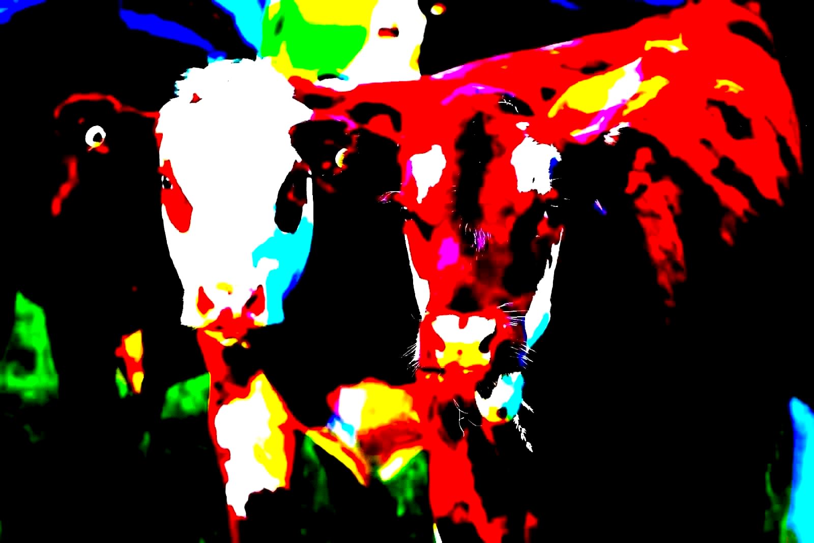 Cattle in a rural pasture representing Tractor Supply's agricultural customer base