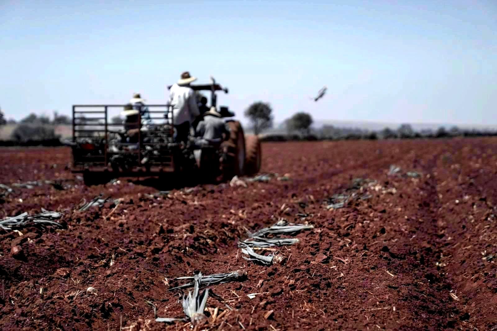 Farmers operating a tractor plowing an agricultural field